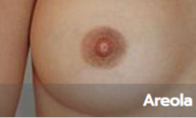 gallery-areola